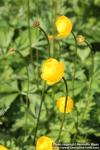 Photo: Trollius Europaeus 17.