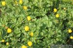 Photo: Trollius europaeus 18.