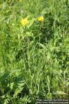 Photo: Tragopogon pratensis 12.