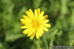 Photo: Tragopogon pratensis 13.