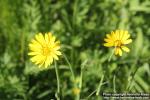 Photo: Tragopogon pratensis 14.