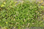 Photo: Trifolium repens 4.