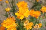 Photo: Trollius chinensis 3.