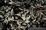 Photo: Tradescantia zebrina 1.