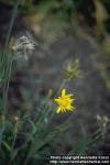 Photo: Tragopogon pratensis 1.