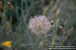 Photo: Tragopogon pratensis.