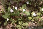 Photo: Trientalis europaea.