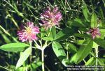 Photo: Trifolium medium 3.