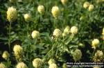 Photo: Trifolium montanum 1.