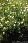 Photo: Trifolium montanum.