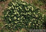 Photo: Trifolium repens.