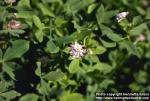 Photo: Trifolium resupinatum 1.