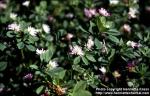 Photo: Trifolium resupinatum 3.