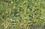 Photo: Trifolium spadiceum 1.