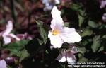 Photo: Trillium grandiflorum 2.