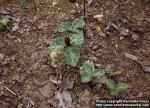 Photo: Trillium sessile.