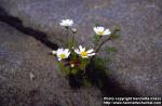 Photo: Tripleurospermum maritimum.