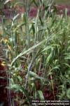 Photo: Triticum ispahanicum.