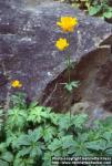 Photo: Trollius chinensis 1.