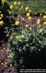 Photo: Trollius europaeus 2.