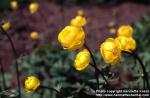 Photo: Trollius europaeus 3.