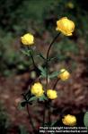 Photo: Trollius europaeus.