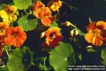 Photo: Tropaeolum majus.