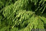 Photo: Tsuga canadensis 3.