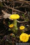 Photo: Tussilago farfara 12.