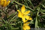 Photo: Tulipa sylvestris 4.