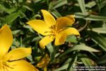 Photo: Tulipa sylvestris 5.