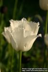 Photo: Tulipa 1.