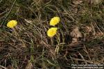 Photo: Tussilago farfara 18.