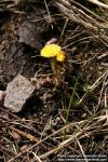 Photo: Tussilago farfara 19.