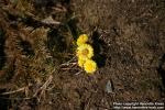 Photo: Tussilago farfara 21.