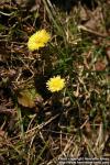 Photo: Tussilago farfara 23.