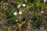 Photo: Tussilago farfara 24.