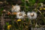 Photo: Tussilago farfara 25.