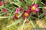 Photo: Tulipa humilis 0.