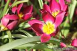 Photo: Tulipa humilis 1.