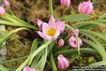 Photo: Tulipa humilis 3.