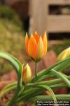 Photo: Tulipa orphanidea 1.