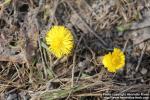 Photo: Tussilago farfara 30.