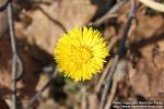 Photo: Tussilago farfara 32.