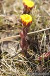 Photo: Tussilago farfara 35.