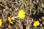 Photo: Tussilago farfara 37.