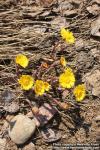 Photo: Tussilago farfara 42.