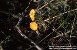 Photo: Tussilago farfara 2.