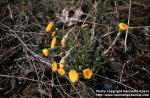 Photo: Tussilago farfara 3.