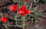 Photo: Tulipa linifolia 1.